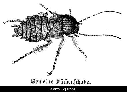 cockroach oriental, Blatta orientalis, (livre de biologie, 1909), Gemeine Küchenschchabe, Blatte orientale Banque D'Images