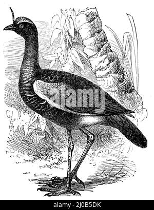 Hurleur à cornes, Anhima cornuta Syn. Palamedea cornuta, (, ), Hornwehrvogel, Kamichi cornu Banque D'Images