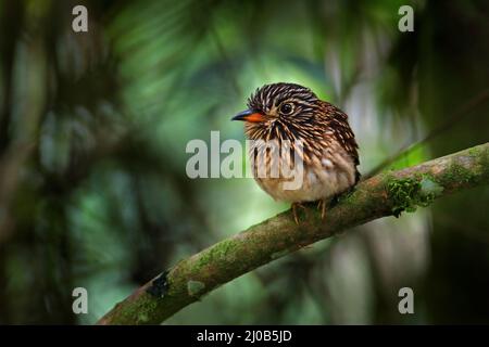 Malocoptila fusca, oiseau dans l'habitat naturel de la forêt, Sumaco, Équateur. Feu de l'œil assis sur la branche dans les forts de montagne tropique Banque D'Images