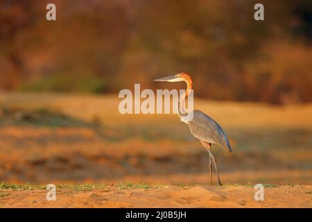 Héron de Goliath, Ardea goliath, héron géant très grand oiseau de passage à gué dans l'habitat naturel. Lac Kariba, Zimbabwe en Afrique. Oiseau sur la rive de la rivière Snad, Banque D'Images