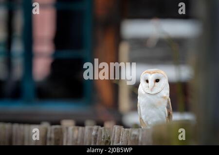 Hibou de la grange assis sur une clôture en bois devant le chalet de campagne, oiseau dans l'habitat urbain, brouette sur le mur, République tchèque. Hiver sauvage et neige wi Banque D'Images