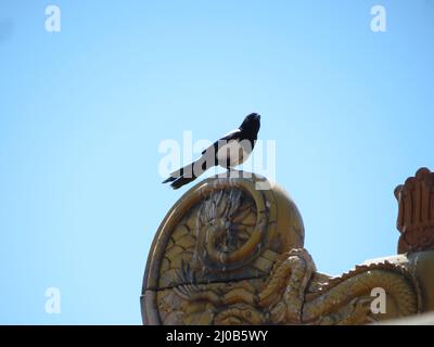 Oriental Magpie sur le toit du palais à Beijing, en Chine Banque D'Images