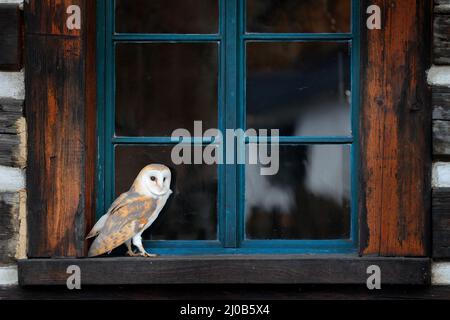 Hibou de la grange assis sur une clôture en bois devant le chalet de campagne, oiseau dans l'habitat urbain, brouette sur le mur, République tchèque. Hiver sauvage et neige wi Banque D'Images