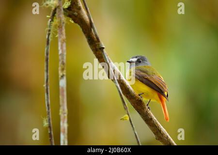 Flycatcher orné, Myiotriccus ornatus, oiseau gris jaune de Sumaco en Équateur. Moucherolle assis sur la branche de l'arbre dans l'habitat - mountai tropique Banque D'Images