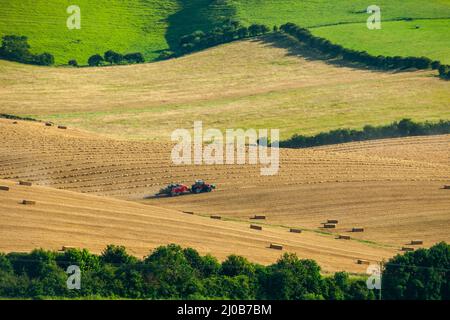 Récolte sur les South Downs à East Sussex, Angleterre. Banque D'Images