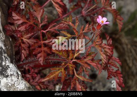 Herb Robert, Robert géranium, Geranium robertianum Banque D'Images