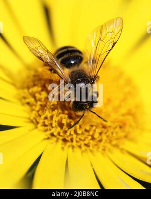 Marguerite jaune et abeille Banque D'Images