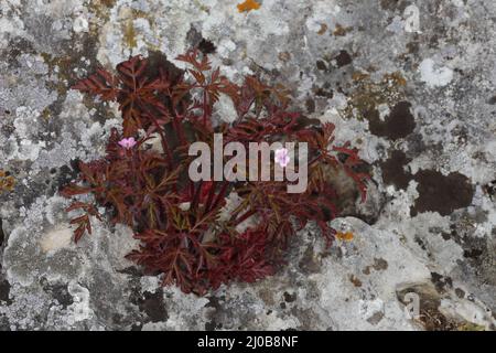 Herb Robert, Robert géranium, Geranium robertianum Banque D'Images