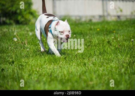 Chien américain Bully mâle en mouvement sur la nature Banque D'Images