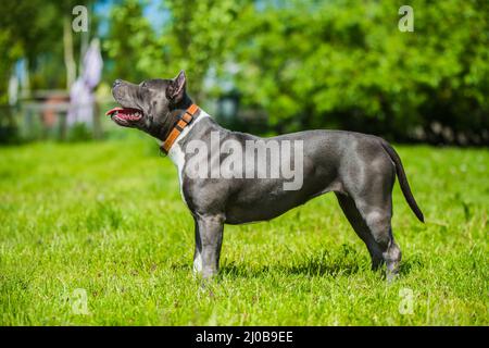 Chien américain Staffordshire Terrier ou AmStaff Banque D'Images