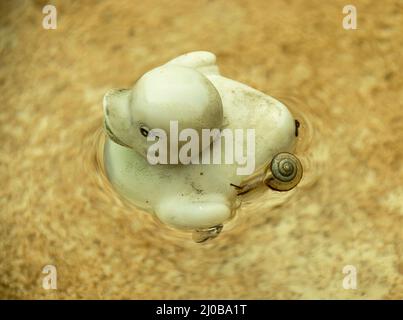 Un petit escargot hitant un ascenseur à l'arrière d'un canard en plastique jaune flottant dans un bain d'oiseaux. Jardin en été, Queensland, Australie. Banque D'Images