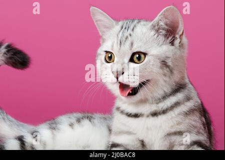Chaton Banque D'Images
