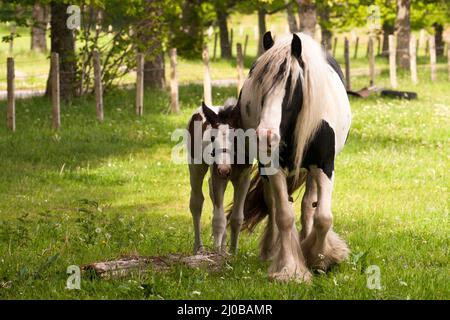 Jument Tinker avec poulain Banque D'Images