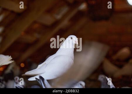 Magnifique pigeon blanc. Reproduction de pigeons de race pure dans une cour privée. Maison chaleureuse pour les oiseaux. Passe-temps pour l'âme. Viande de régime. Naturecore vie pastorale rurale Banque D'Images