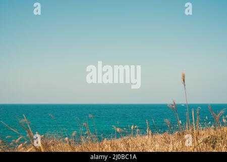 Paysage marin avec champ de roseaux, route côtière de Dakmeor, Jeju Olle Trail route 18 sur l'île de Jeju, Corée Banque D'Images
