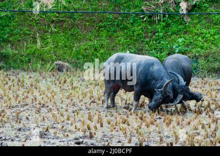 Deux buffles buffle combats dans la boue sur un champ de Tana Toraja Banque D'Images