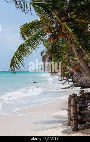 Gros plan arbre de noix de coco au vent sur la plage de sable blanc côte sous ciel bleu tropical caraïbes Corn Island avec massage de yoga Banque D'Images