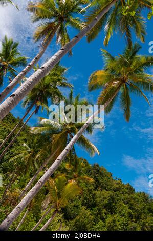 De très hauts palmiers par la plage et sous ciel bleu de Raja Ampat Banque D'Images