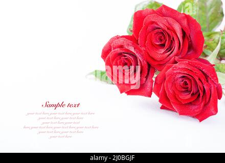 Roses rouges avec des gouttelettes d'eau sur fond blanc avec un échantillon de texte Banque D'Images