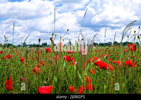 Champ de coquelicots rouges sauvages sous ciel nuageux Banque D'Images