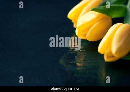 Tulipes jaunes sur fond de pierre noire avec gouttelettes d'eau avec espace de copie Banque D'Images