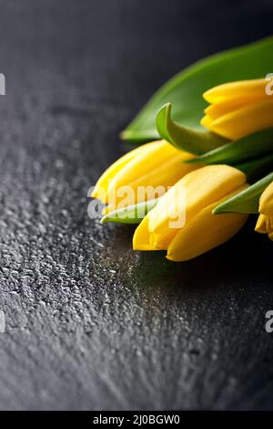 Tulipes jaunes sur fond de pierre noire avec gouttelettes d'eau avec espace de copie Banque D'Images