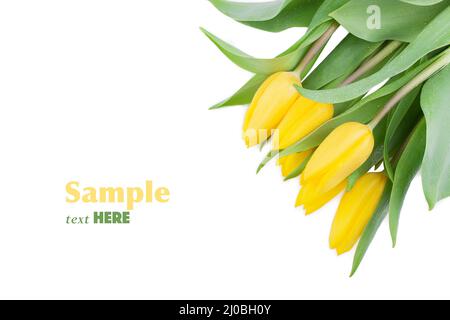Tulipes jaunes avec gouttelettes d'eau sur fond blanc avec un échantillon de texte Banque D'Images