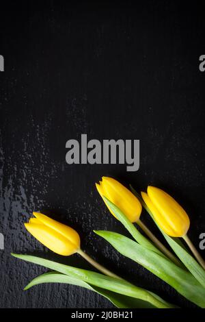Tulipes jaunes sur fond de pierre noire avec gouttelettes d'eau avec espace de copie Banque D'Images