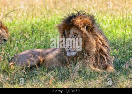 Portrait d'un lion nommé scarface au parc national de masai Mara Banque D'Images