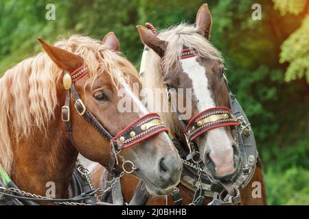 Les têtes de deux chevaux bruns dans des harnais avec des manes blondes côte à côte Banque D'Images