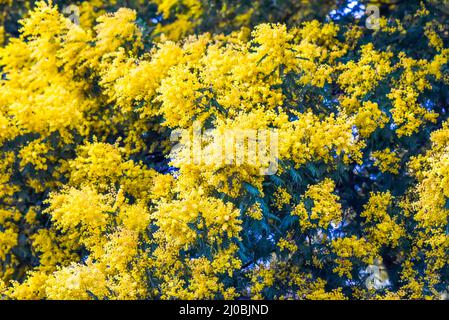 Mimosa fleurir magnifiquement dans le jardin. Banque D'Images