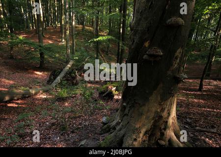 Site du patrimoine mondial Grumsiner Wald, Brandebourg, DE Banque D'Images