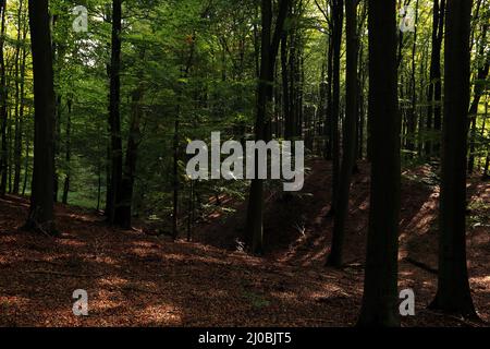 Site du patrimoine mondial Grumsiner Wald, Brandebourg, DE Banque D'Images