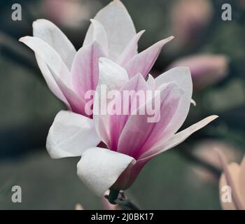 Deux fleurs de magnolia rose sur une branche de proximité Banque D'Images