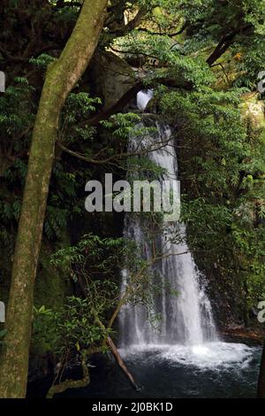 Cascade Salto do Prego dans une forêt de Laurier sur l'île de Sao Miguel, aux Açores Banque D'Images