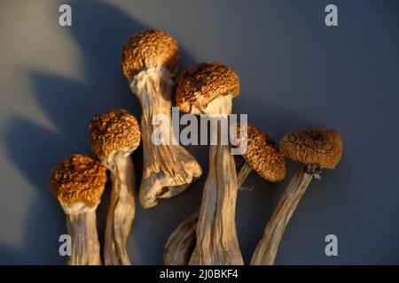 Champignons psilocybine sur fond bleu.Champignons magiques psychédéliques Professeur d'or.Usage médical, antidépresseur alternatif.Concept de micro-dosage. Banque D'Images