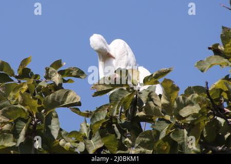 heron assis sur une branche d'arbre Banque D'Images