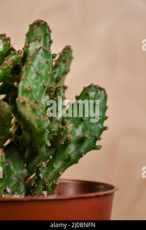 Papier peint gros plan d'une petite plante de cactus en pot à la poire à ponçon (Opuntia monacantha) à l'intérieur Banque D'Images