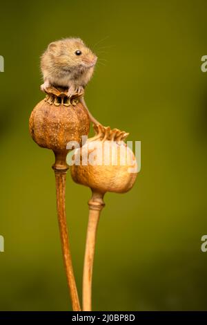 Une souris de récolte femelle (Micromys minutus), assise sur les têtes de graines séchées d'un coquelicot Banque D'Images