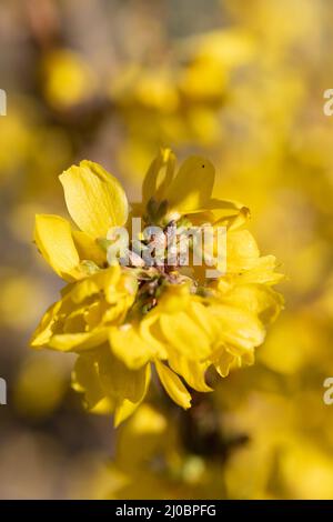 Gros plan des fleurs jaunes en fleurs d'une plante de laburnum. Pluie d'or Banque D'Images