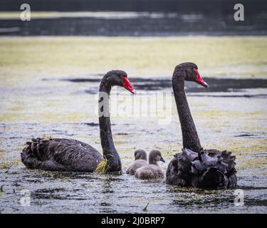 Cygnes noirs avec poussins dans le lagon nageant en famille Banque D'Images