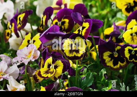 Parterre à fleurs avec pansies pourpres et blanches Banque D'Images