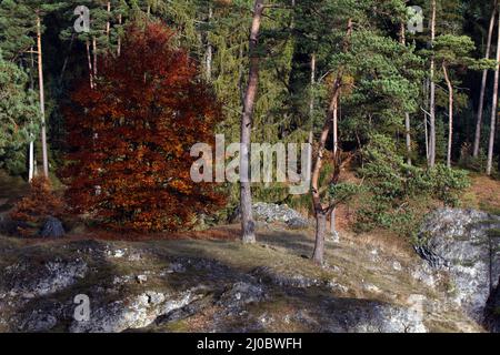 Vista de Wental, jura souabe, Allemagne Banque D'Images