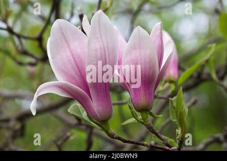 Deux fleurs de magnolia rose sur un arbre de plus près Banque D'Images
