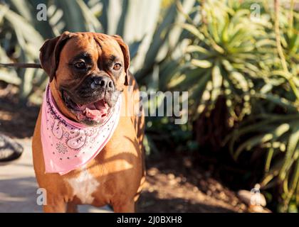 Friendly chien Boxer avec un bandana à l'échelle locale dog park Banque D'Images