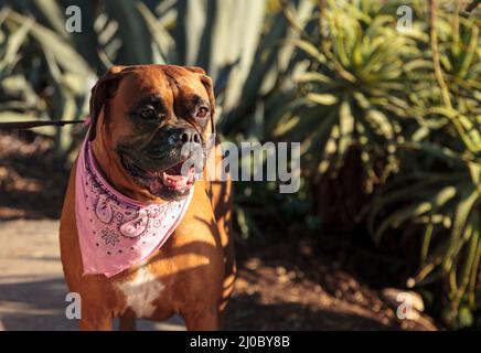 Friendly chien Boxer avec un bandana à l'échelle locale dog park Banque D'Images
