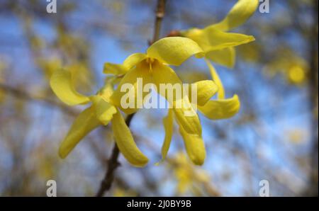 Le Forsythia jaune x intermedia fleurit contre un ciel bleu Banque D'Images