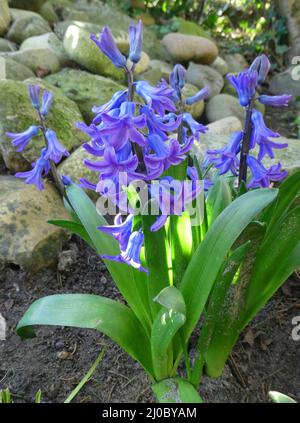 Jacinthe hollandaise bleu-violet ou jacinthus orientalis en fleur Banque D'Images