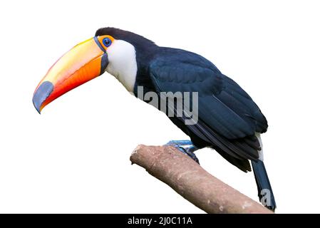 Toucan oiseau dans un arbre isolé sur fond blanc Banque D'Images