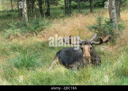 wapiti dans la nature en suède Banque D'Images